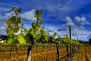 Visitas a Bodegas